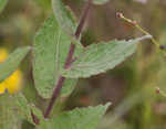 Rosy camphorweed